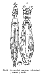 Macrotrachela musculosa