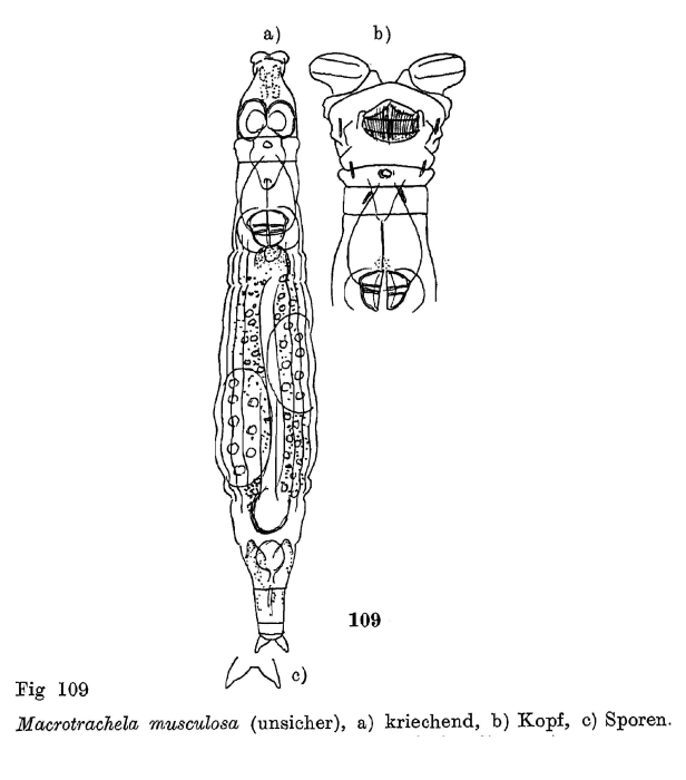 Macrotrachela musculosa Macrotrachela musculosa