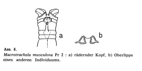 Macrotrachela musculosa