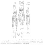 Macrotrachela musculosa