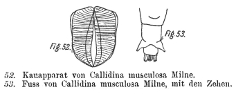 Macrotrachela musculosa