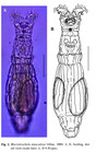 Macrotrachela musculosa