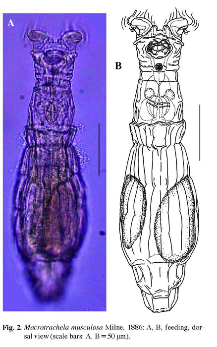 Macrotrachela musculosa Macrotrachela musculosa