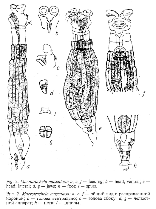 Macrotrachela musculosa Macrotrachela musculosa