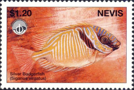 Siganus virgatus Siganus virgatus