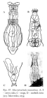 Macrotrachela musculosa
