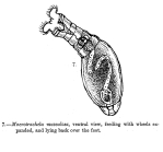Macrotrachela musculosa