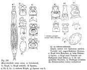 Macrotrachela nana