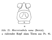 Macrotrachela nana