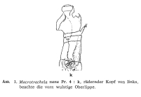 Macrotrachela nana
