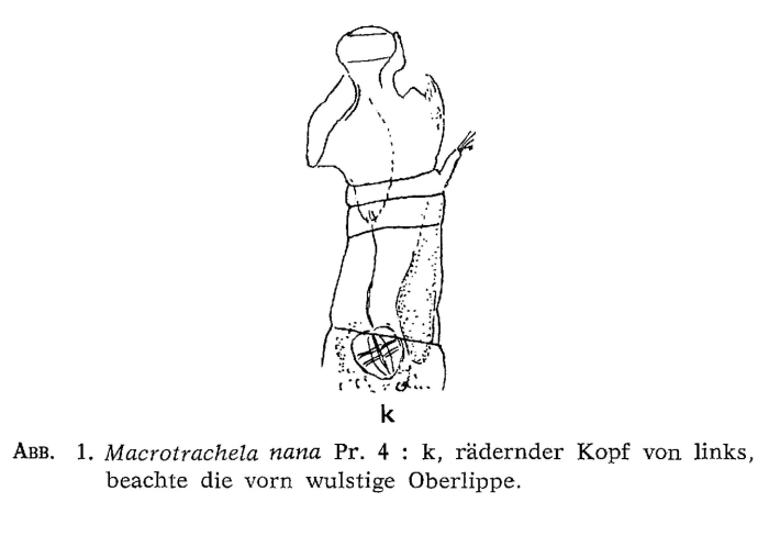 Macrotrachela nana Macrotrachela nana
