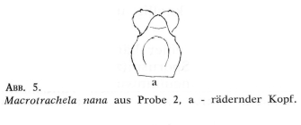 Macrotrachela nana