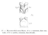 Macrotrachela nana