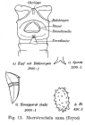 Macrotrachela nana