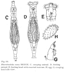 Macrotrachela nana