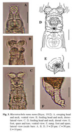 Macrotrachela nana