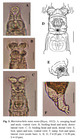 Macrotrachela nana