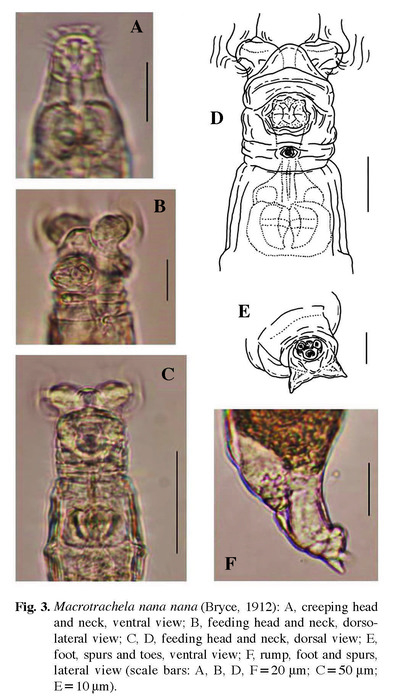 Macrotrachela nana Macrotrachela nana