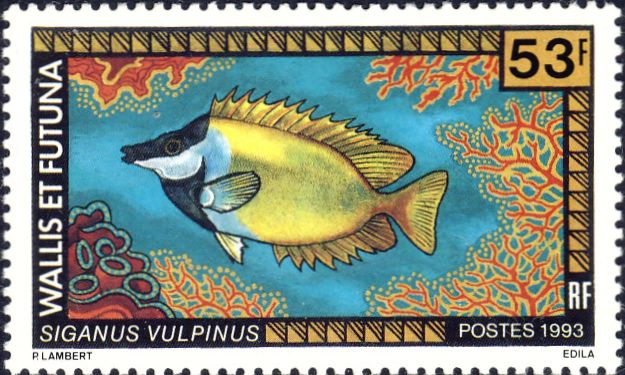 Siganus vulpinus Siganus vulpinus