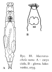 Macrotrachela nana