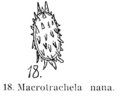 Macrotrachela nana
