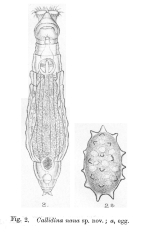 Macrotrachela nana - Original description image