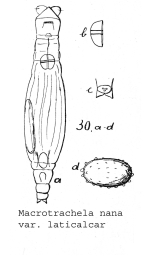 Macrotrachela nana laticalcar