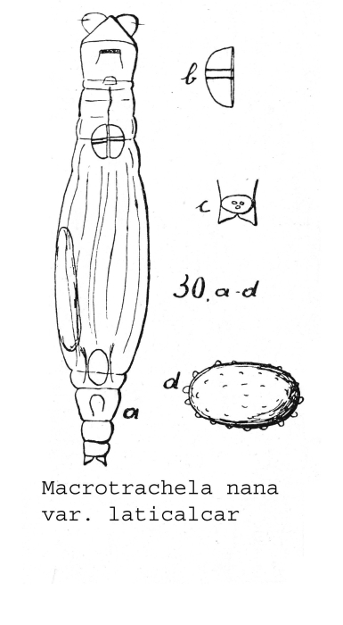 Macrotrachela nana laticalcar Macrotrachela nana laticalcar