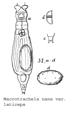Macrotrachela nana laticeps - Original description image