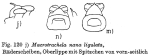 Macrotrachela nana ligulata