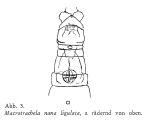Macrotrachela nana ligulata