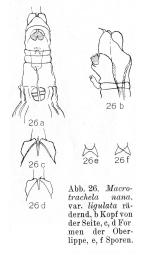 Macrotrachela nana ligulata - Original description image
