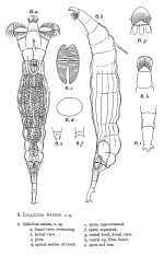 Macrotrachela natans - Original description image