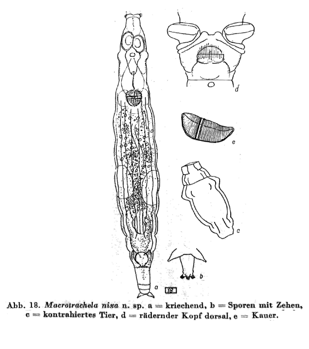 Macrotrachela nixa - Original description image