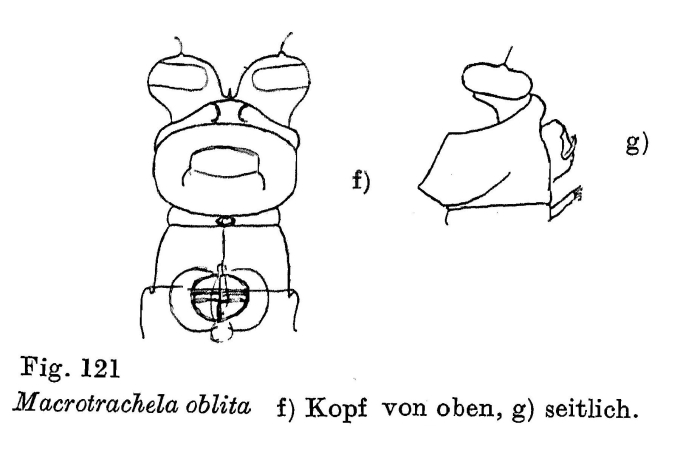 Macrotrachela oblita Macrotrachela oblita