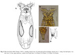 Macrotrachela oblita