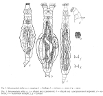 Macrotrachela oblita