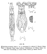 Macrotrachela oblita - Original description image