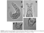 Macrotrachela obtusa
