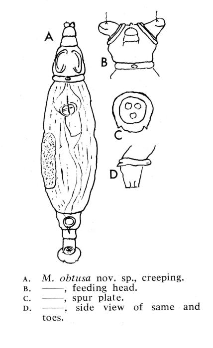 Macrotrachela obtusa - Original description image