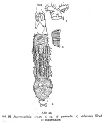 Macrotrachela ornata