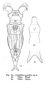 Macrotrachela pacifica - Original description image