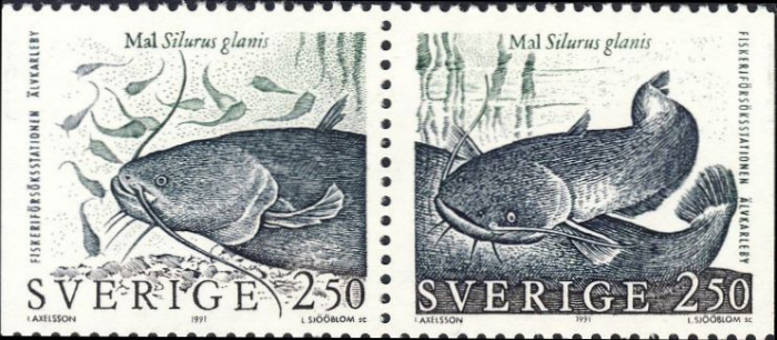 Silurus glanis Silurus glanis