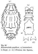 Macrotrachela papillosa