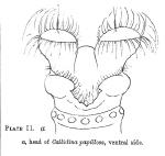 Macrotrachela papillosa