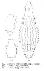 Macrotrachela papillosa