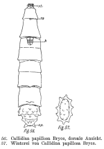 Macrotrachela papillosa