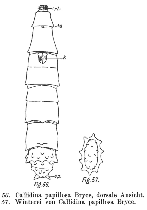 Macrotrachela papillosa Macrotrachela papillosa