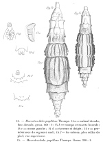 Macrotrachela papillosa