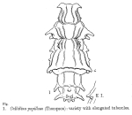Macrotrachela papillosa